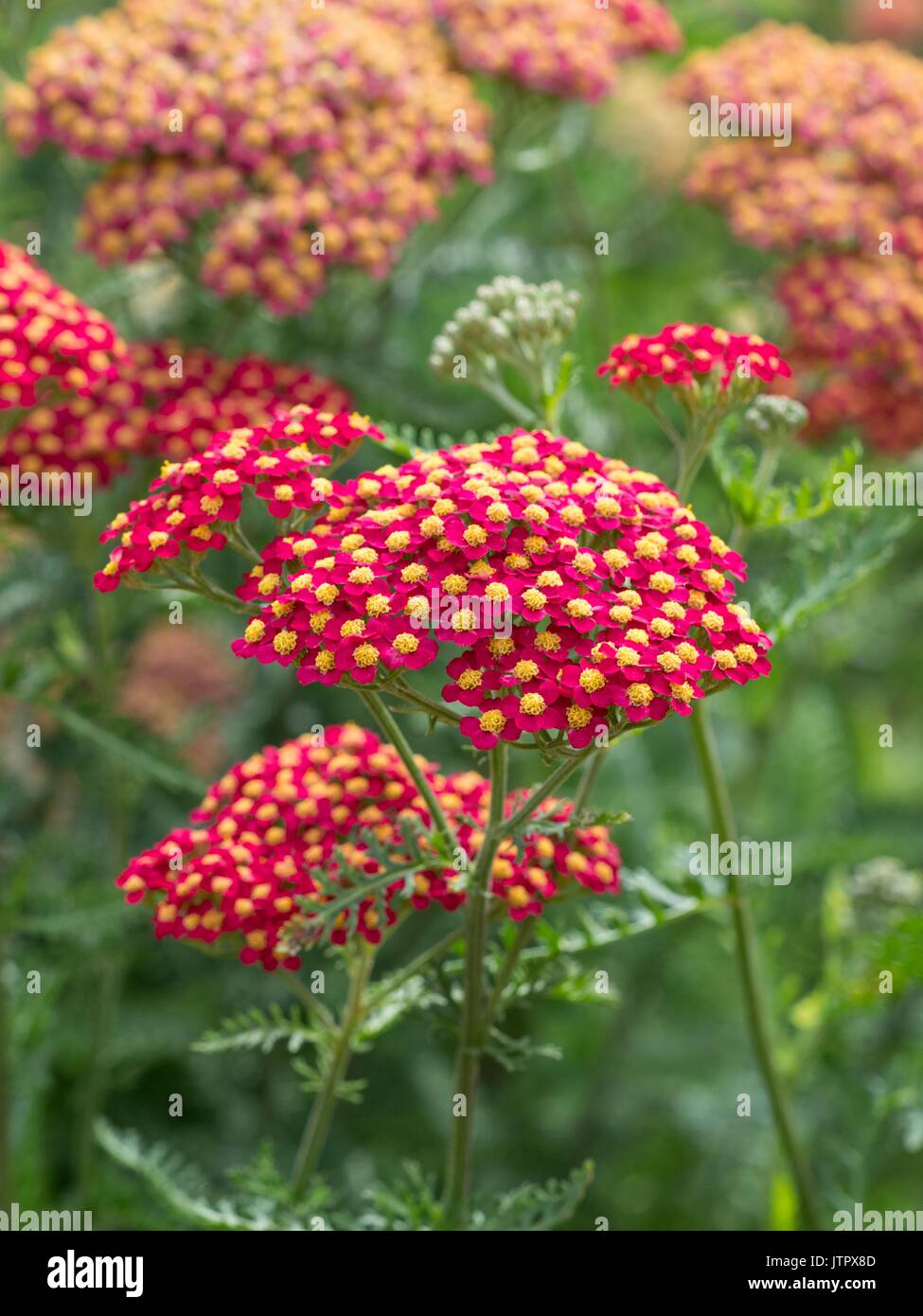 Achillea millefolium "Paprika" Foto de stock