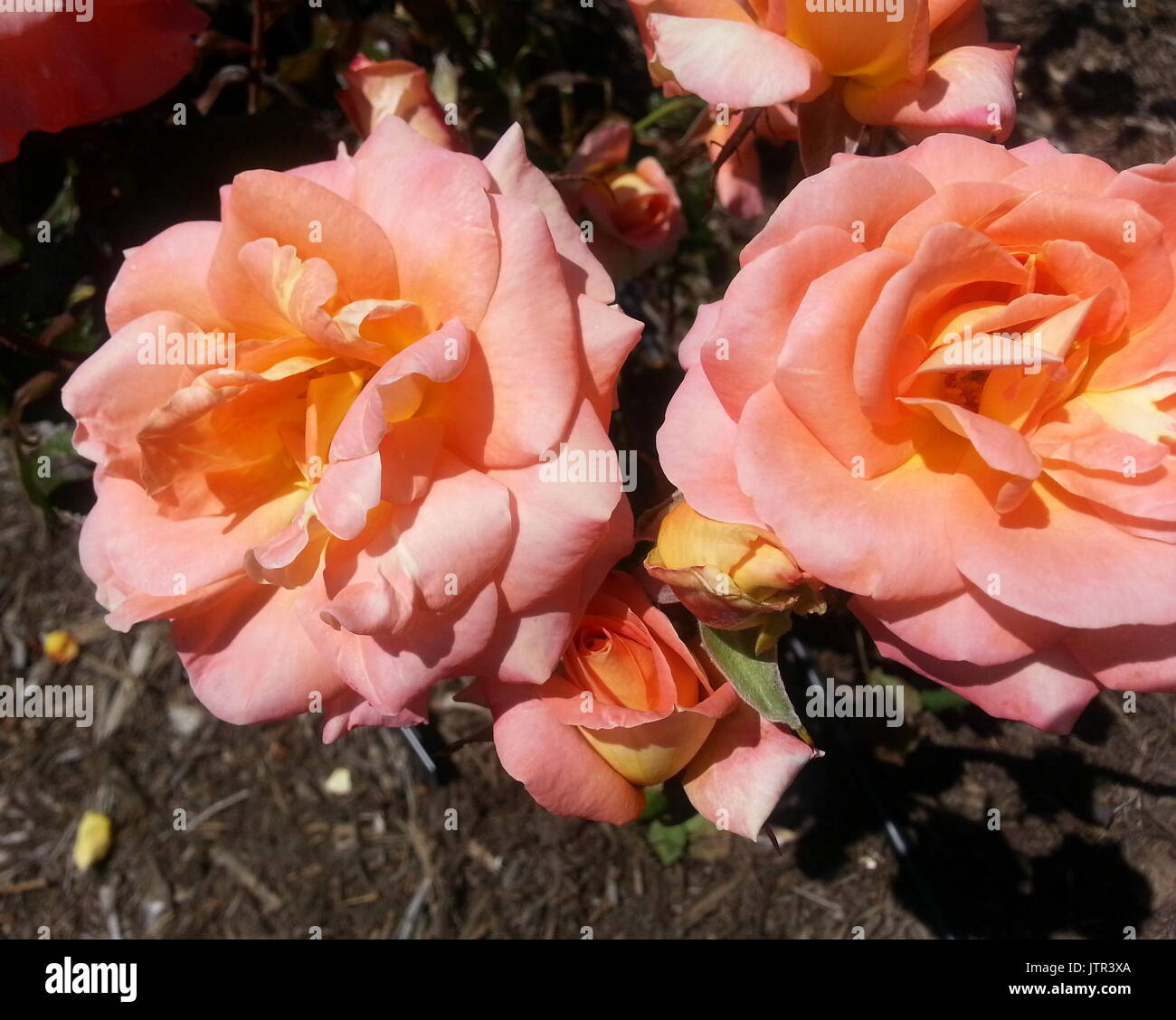 Rosa suave naranja y rosa Artistry Foto de stock