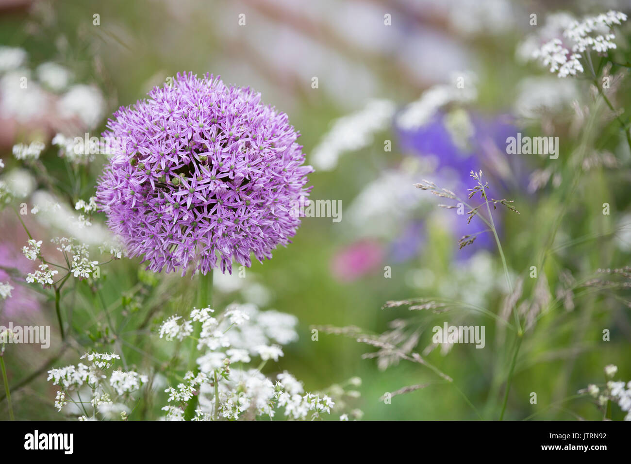 En un Alums cottage garden, Inglaterra, Reino Unido. Foto de stock