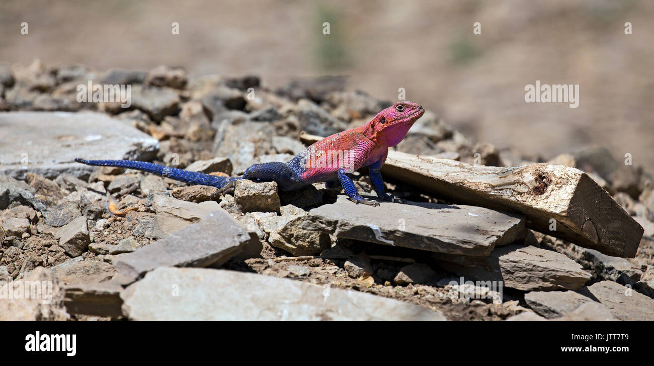 Rainbow lizard closeup tomadas en África oriental Foto de stock