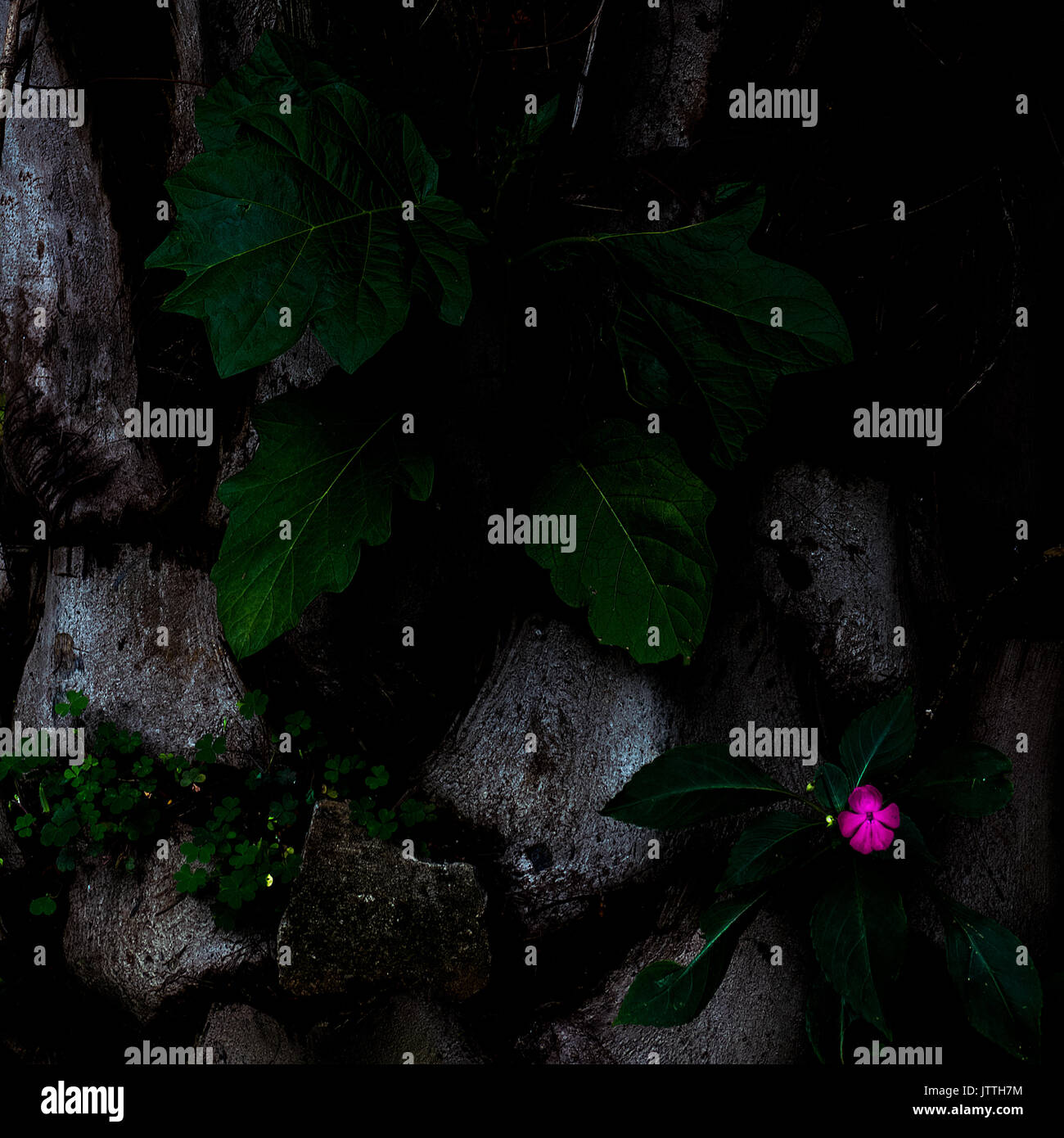 Una imagen de formato cuadrado de una sola flor rosa con hojas de color verde oscuro y piedras - Antecedentes - resumen Foto de stock