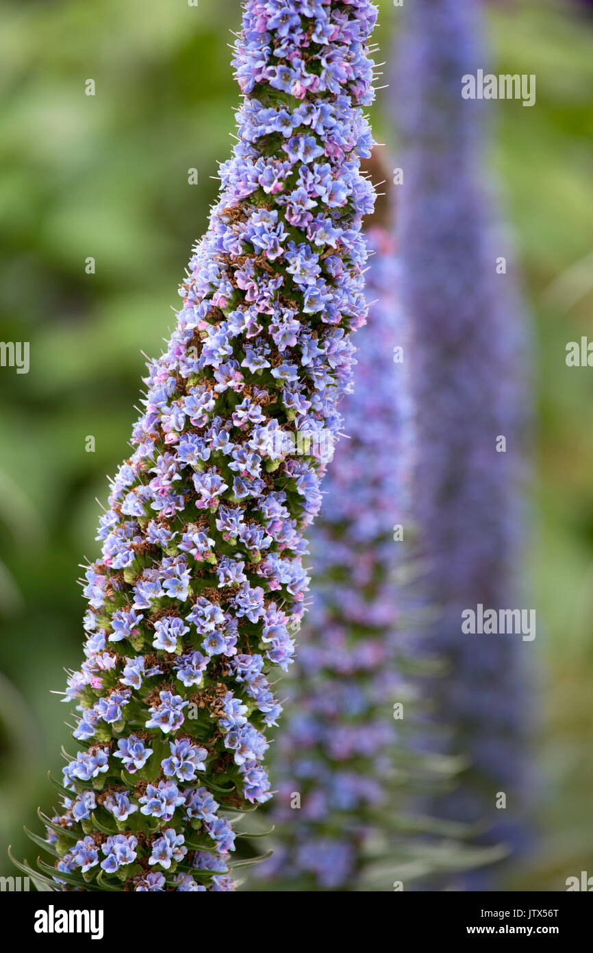 Echium candicans u orgullo de Madeira. Foto de stock