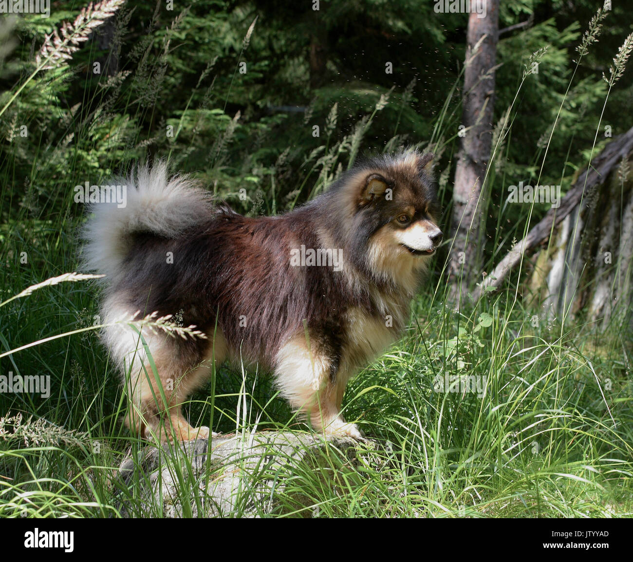 Finnish lapphund 2011 Foto de stock