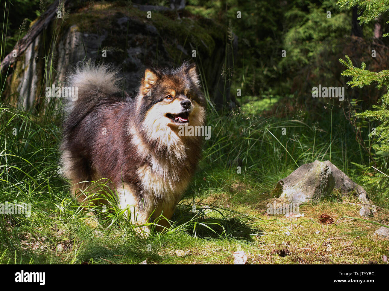 Finnish lapphund 2011 Foto de stock