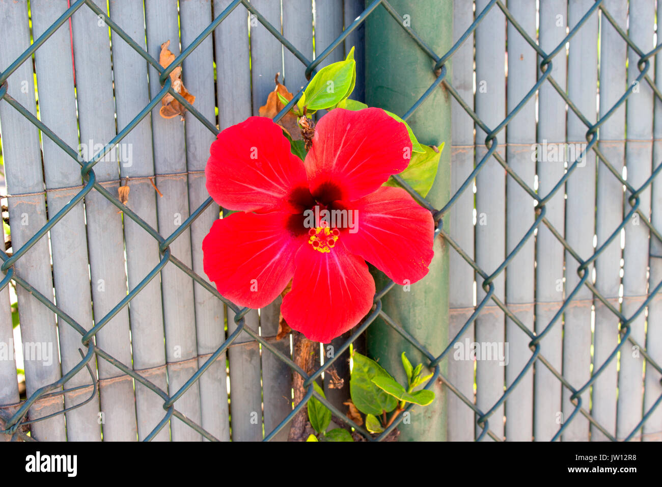 Hibiscus. Bush tropicales con flores rojas. Planta mediterránea Fotografía  de stock - Alamy