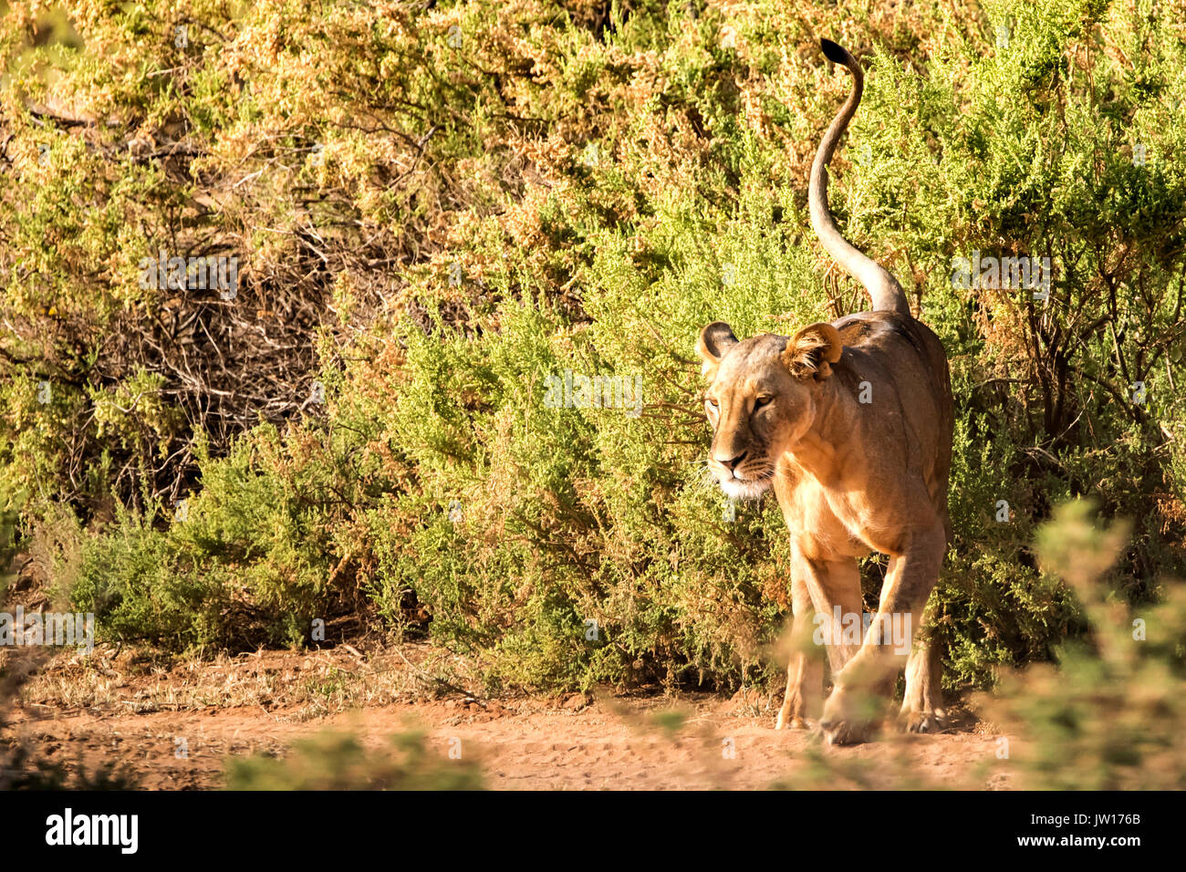 León (Panthera leo) caminando por ahí, esperando el momento adecuado para cazar Foto de stock