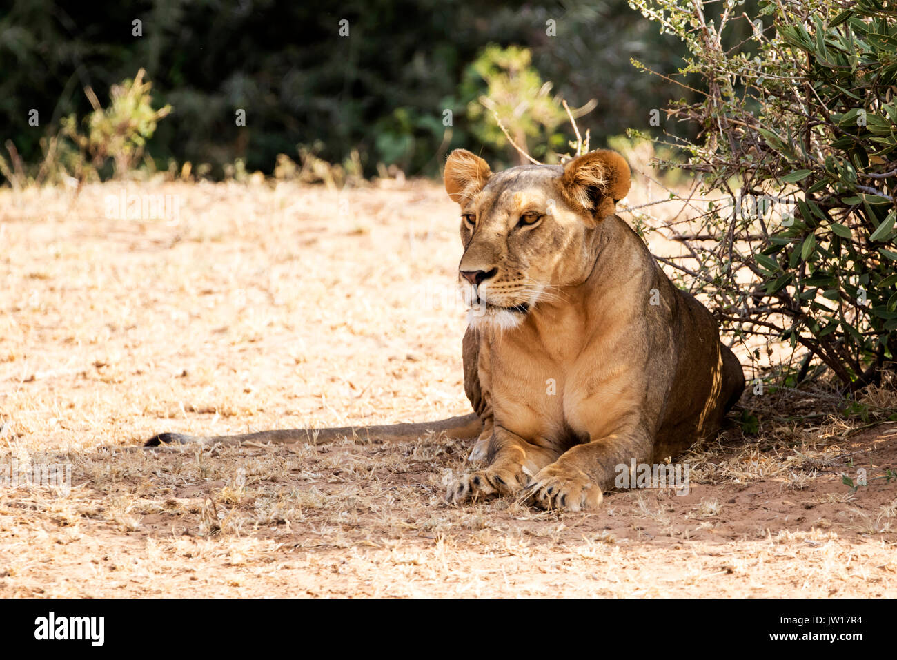 León (Panthera leo) acostando a descansar, esperando el momento adecuado para cazar Foto de stock