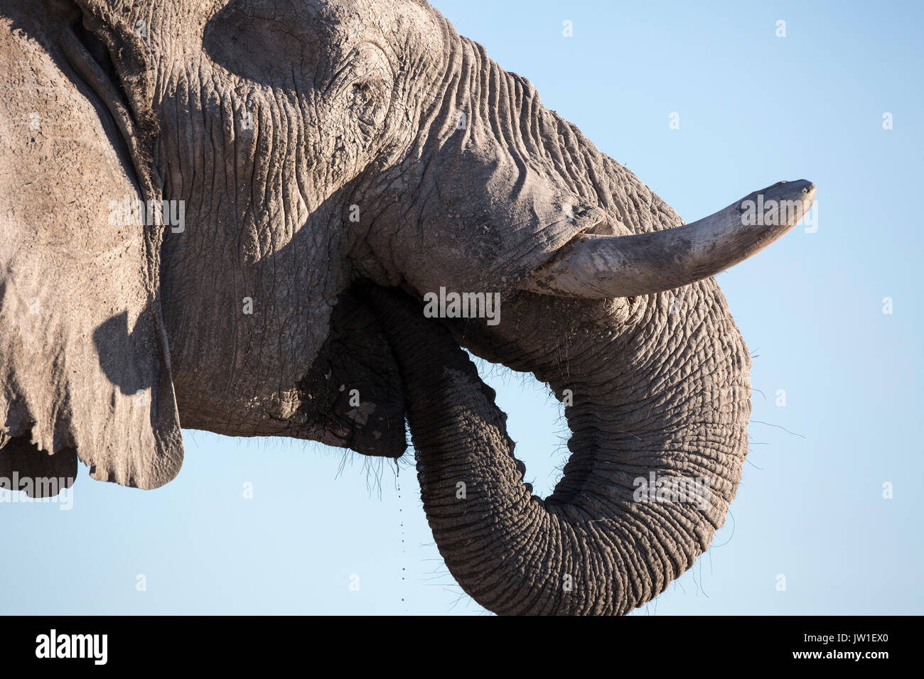 El elefante (Loxodonta africana) bull cubiertos en el polvo gris pálido típico de la zona Nxai Pan Foto de stock
