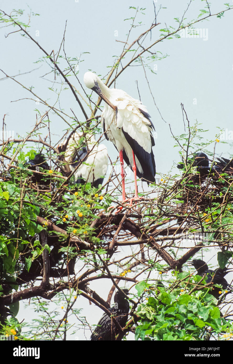 Asian Openbill stork, Openbill o asiático (Anastomus oscitans), el Parque Nacional de Keoladeo Ghana, Bharatpur, Rajasthan, India Foto de stock