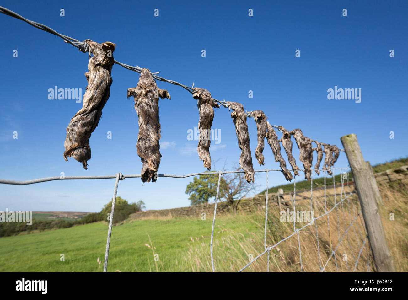 Dead Moles Talpa europaea colgado en Barbed Wire Fence Yorkshire; Reino Unido Foto de stock