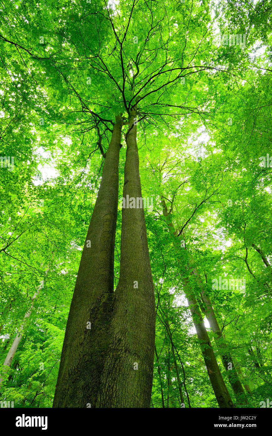 Intacto bosque de hayas, vista de las copas de los árboles, Zwiesel, Müritz parque nacional, subregión Serrahn, Patrimonio Natural Mundial de la UNESCO, Foto de stock