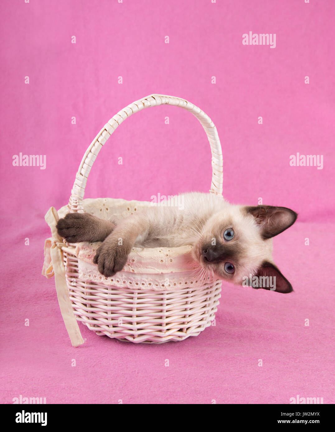 Adorables gatitos siameses en una canasta blanca, mirando hacia los lados en el visor, con un fondo de color rosa Foto de stock