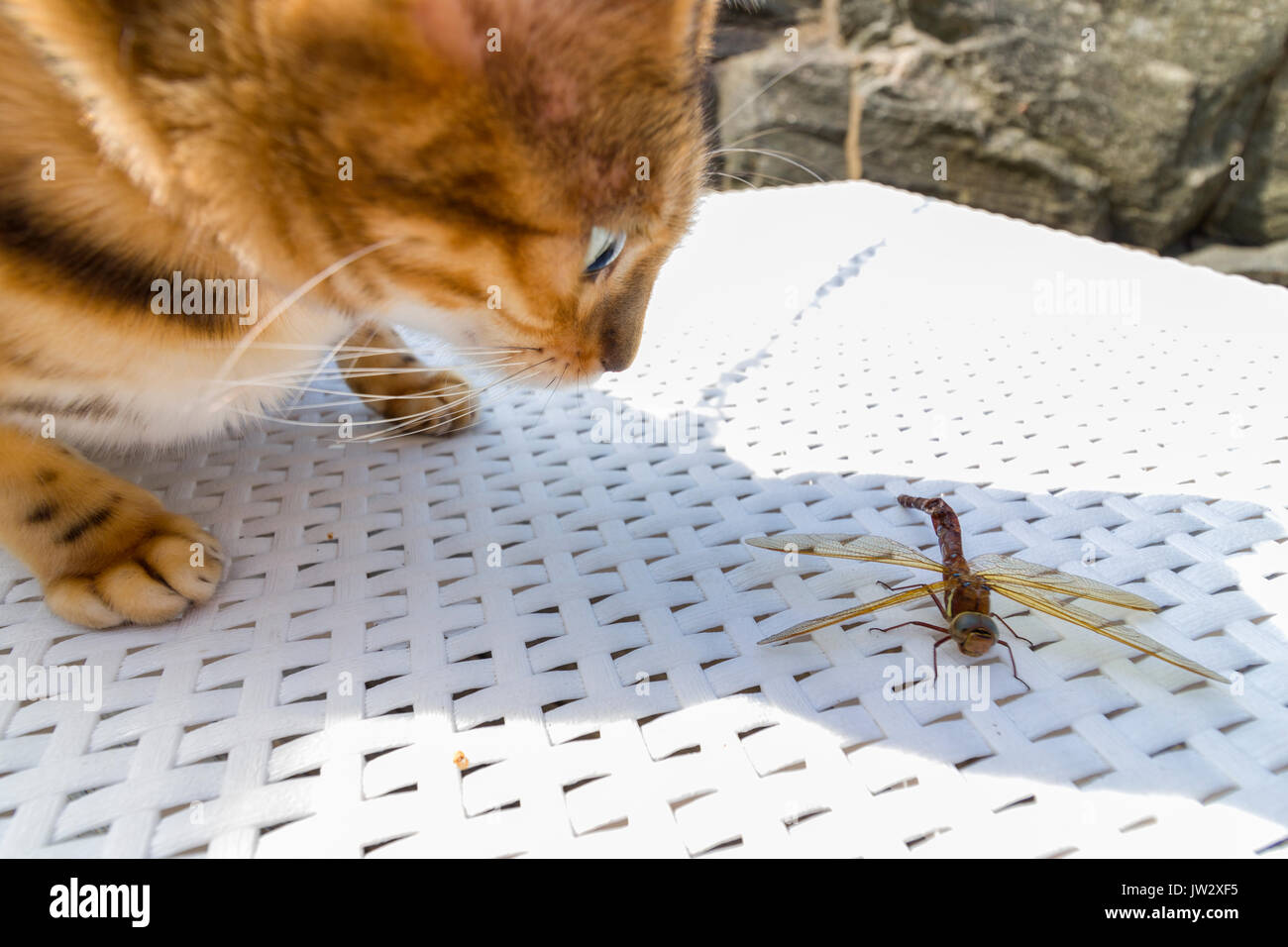 Gato de Bengala hembra, jugando con la captura y finalmente matar a gran dragon fly insecto al aire libre modelo de liberación: liberación de la Propiedad nº: Sí. Foto de stock