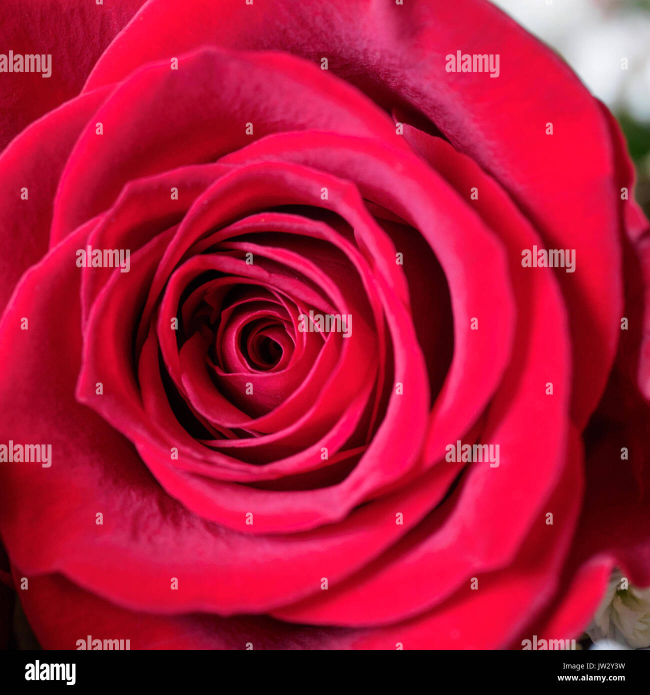 Rosa roja cerca. Formato cuadrado. Foto de stock