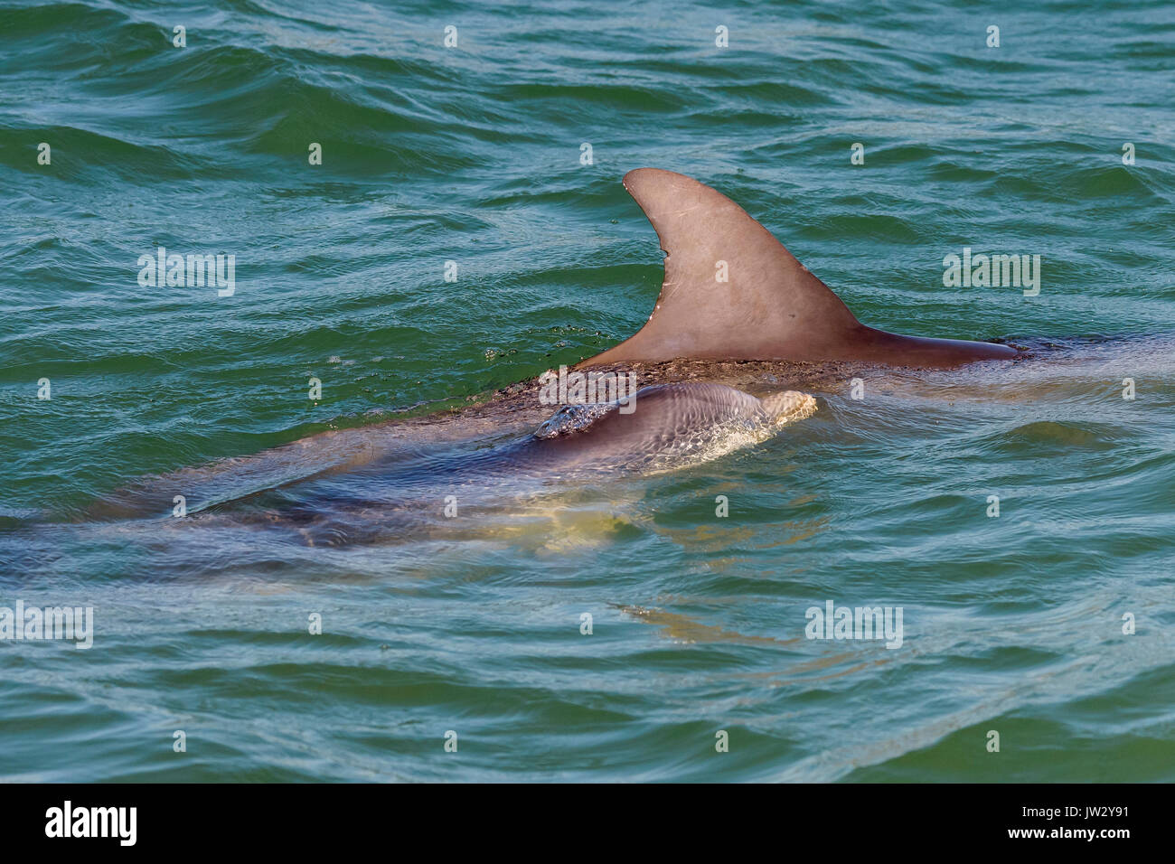 La Madre Y El Bebe Delfines Nariz De Botella Tursiops Truncatus Cerca De Marco Island Florida Ee Uu Fotografia De Stock Alamy