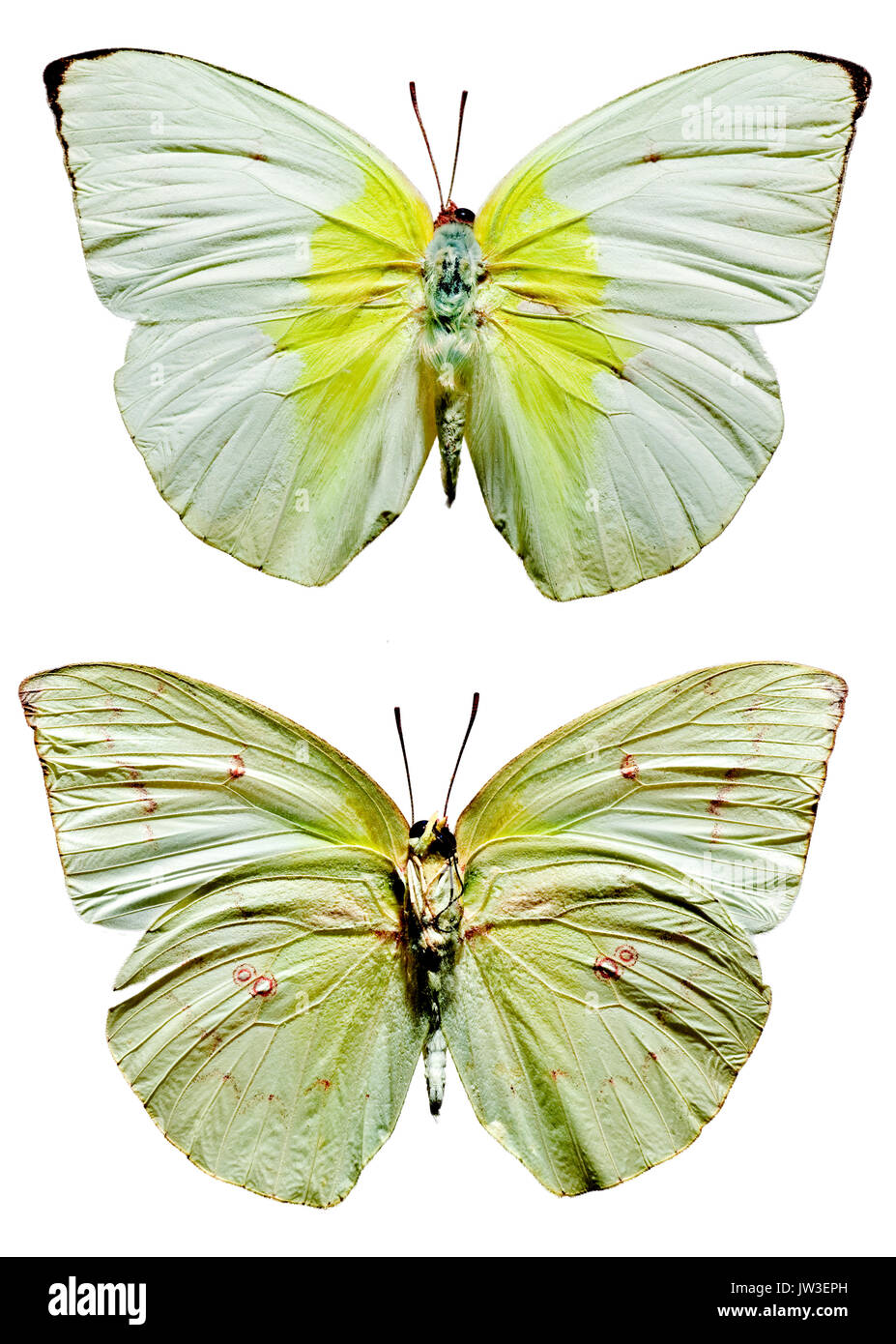 Lemon emigrante superior e inferior de la mariposa Foto de stock
