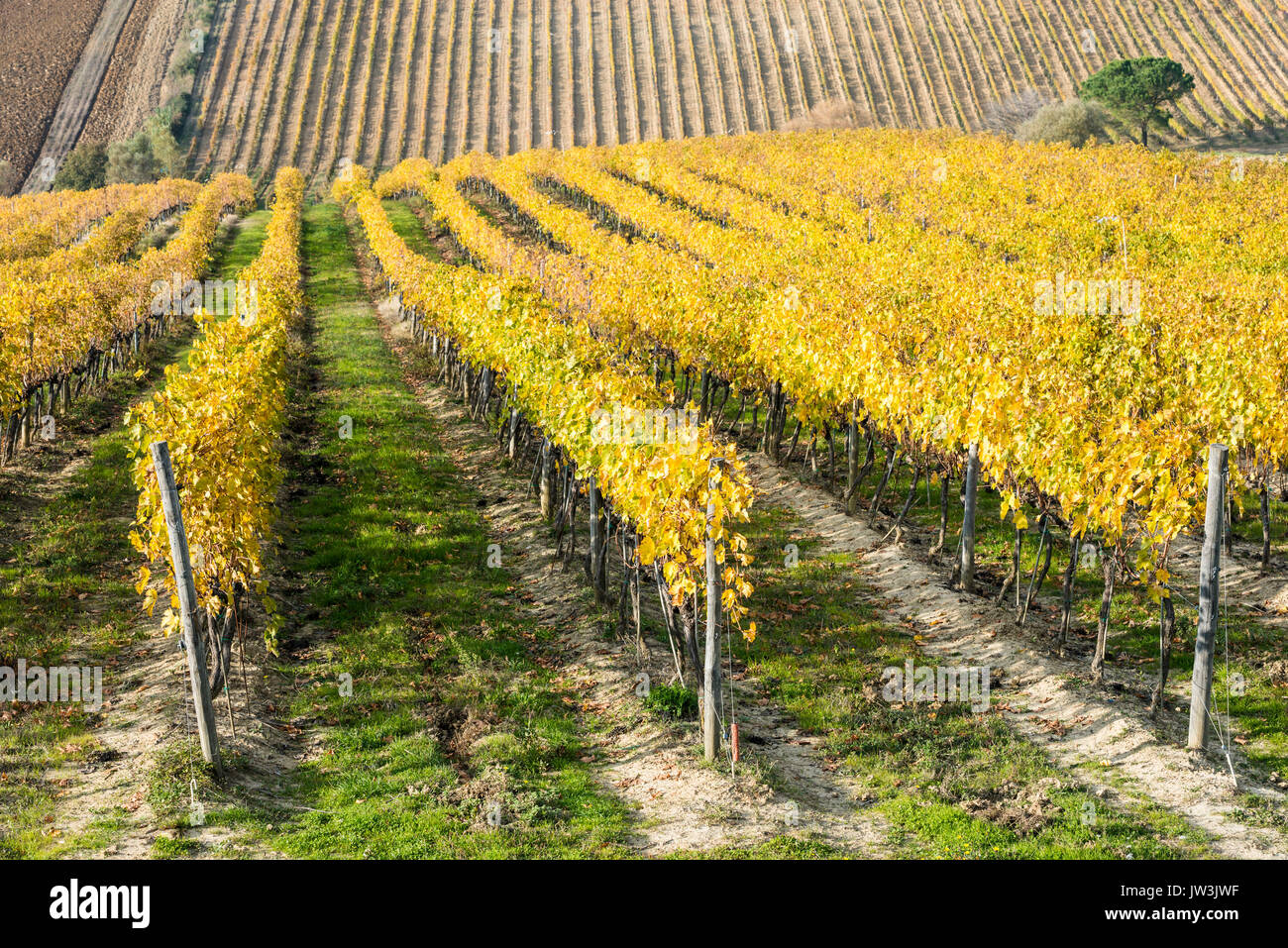 Cerrar vista de un vasto viñedo campos amarillos con perspectiva hileras paralelas de vides Foto de stock