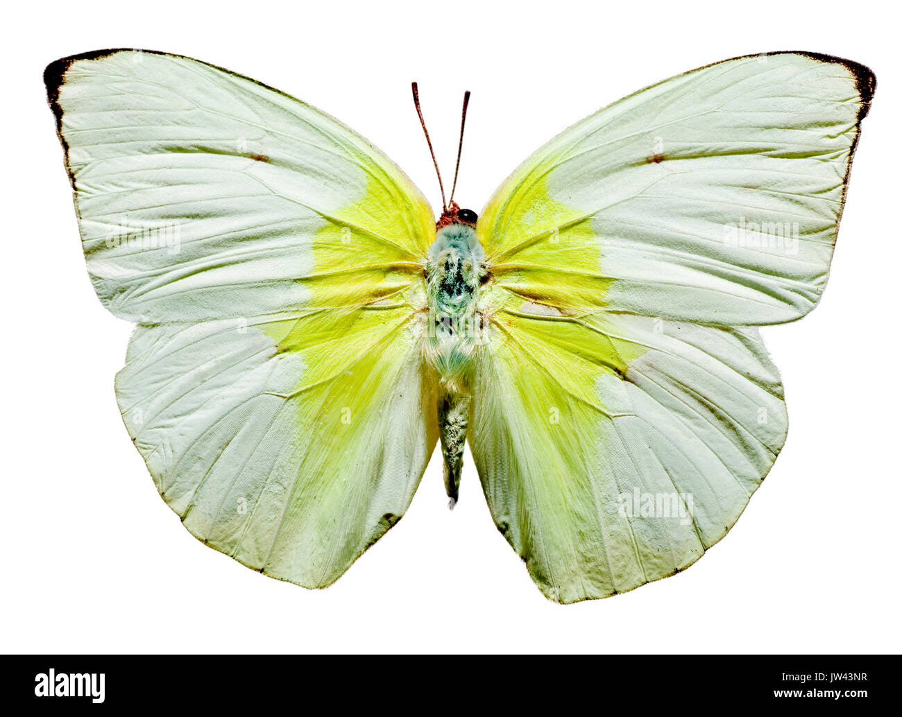 Limón mariposas emigrante superior e inferior, superior Foto de stock