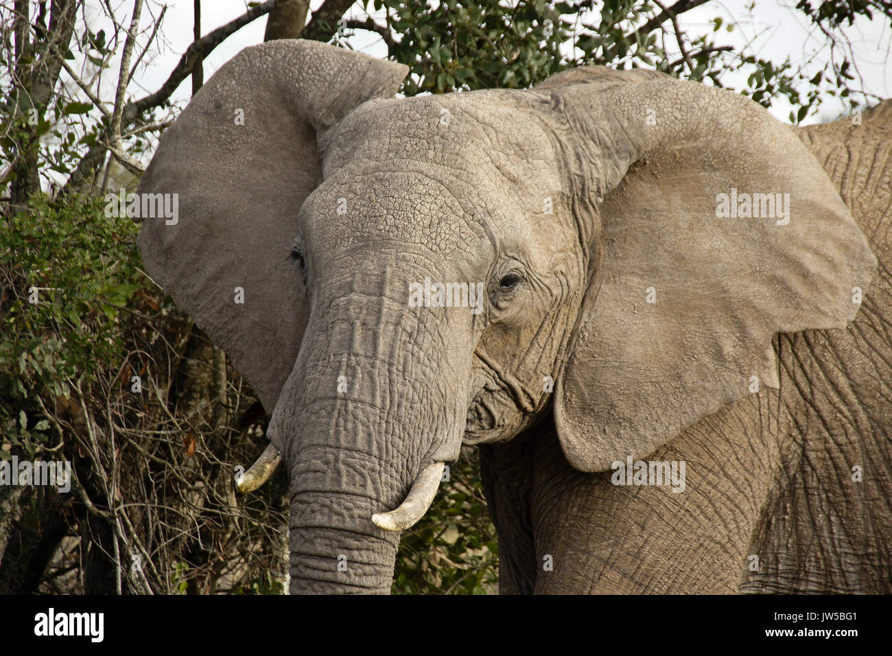 Los elefantes africanos, Ol Pejeta Conservancy, Kenia Foto de stock