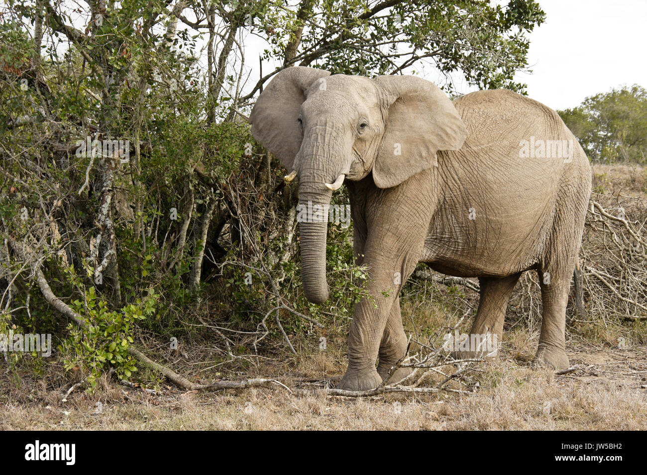 Alimento de los elefantes, Ol Pejeta Conservancy, Kenia Foto de stock