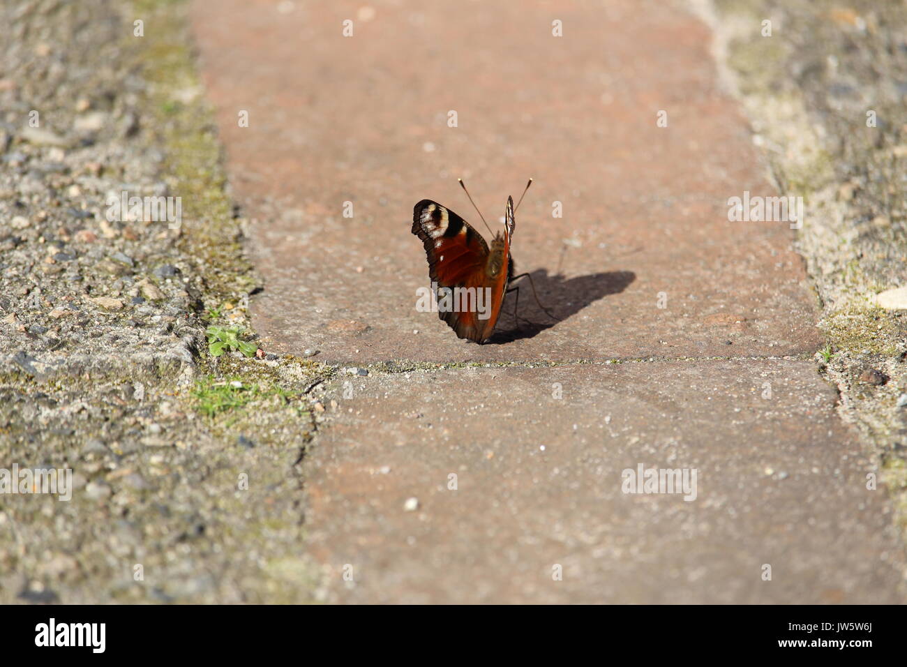 Mariposa sobre un pavimento Foto de stock