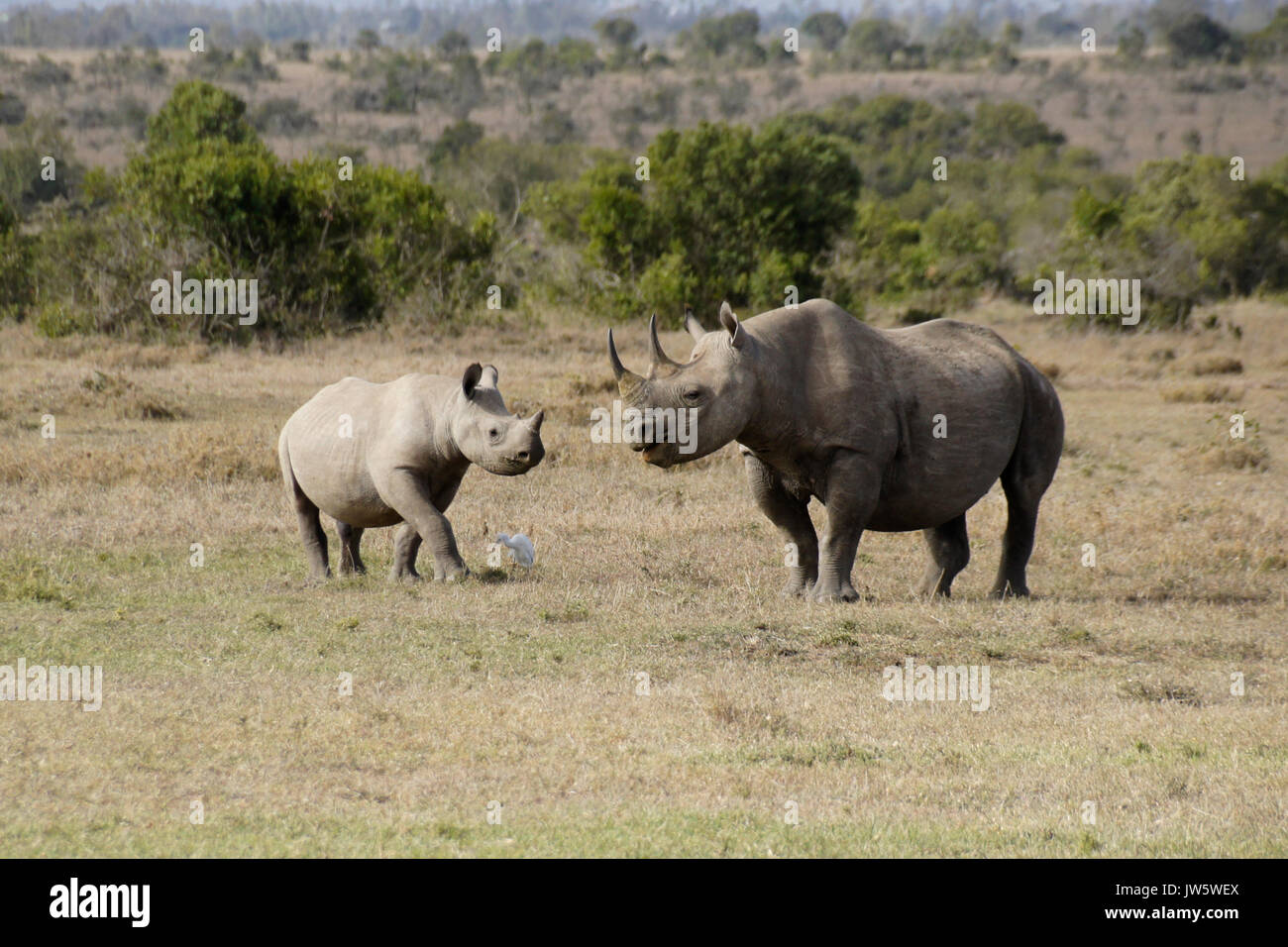 El rinoceronte negro y la pantorrilla, Ol Pejeta Conservancy, Kenia Foto de stock