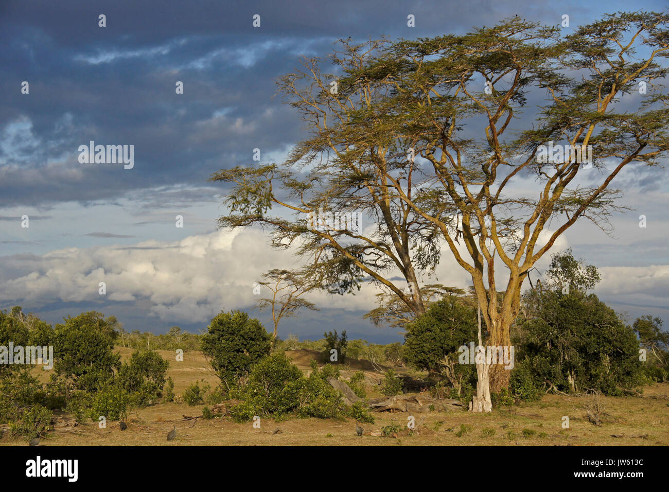 Árboles de acacia y el paisaje de Ol Pejeta Conservancy, Kenia Foto de stock