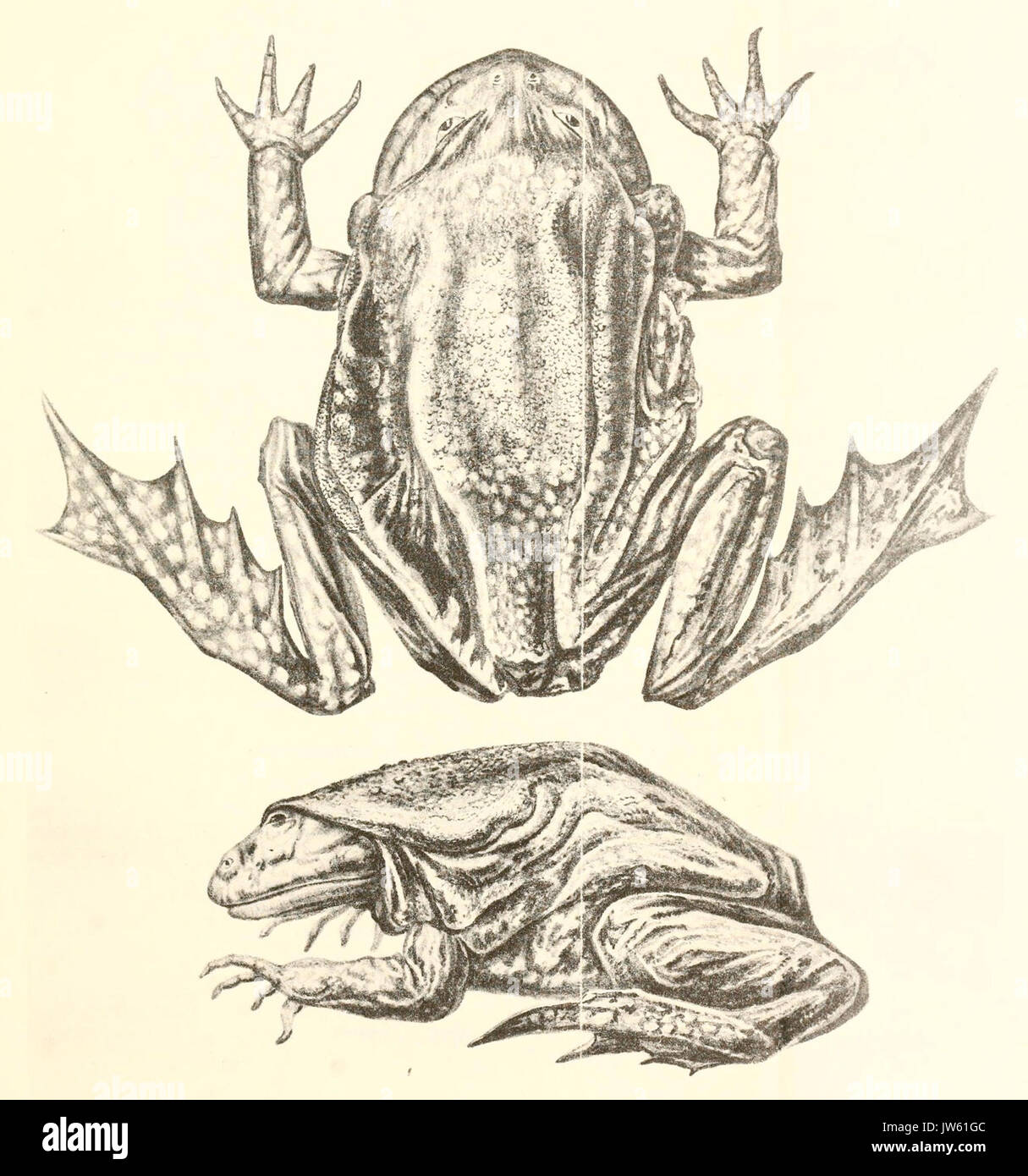 Telmatobius culeus fotografías e imágenes de alta resolución Alamy