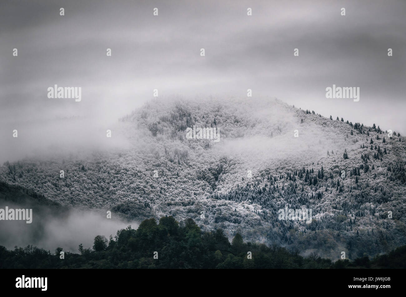 Árboles nevados en una nube de niebla en la montaña, el Bosque siempreverde en invierno, de Racha, Georgia Foto de stock