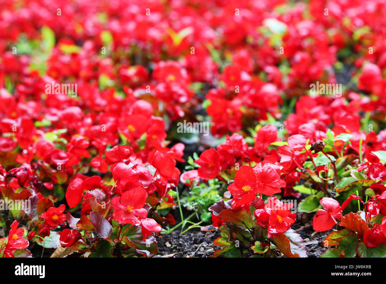 Flores de color rojo brillante de begonias Begonia tuberhybrida tuberosa en  el jardín Fotografía de stock - Alamy