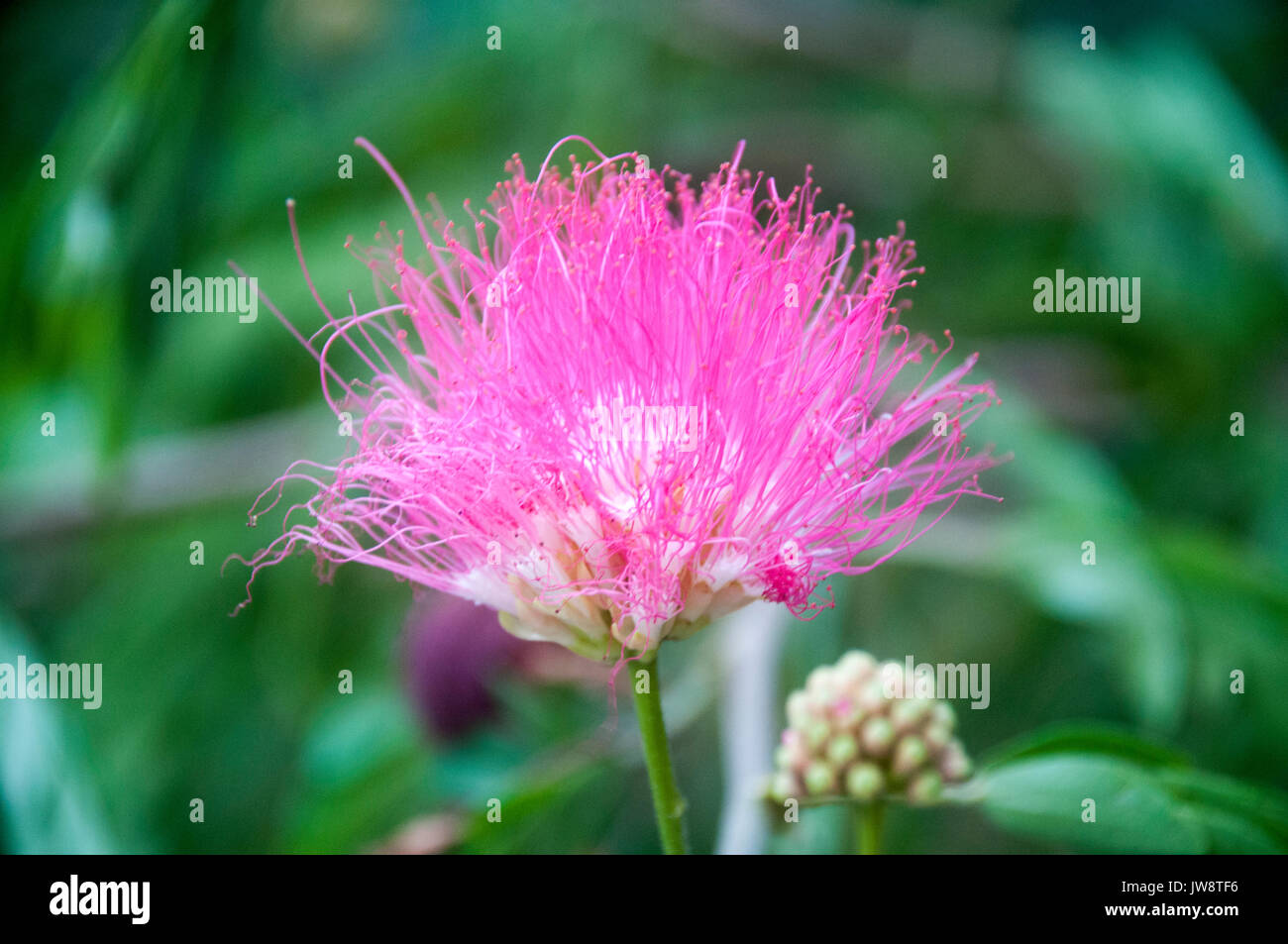 Plumero rosa fotografías e imágenes de alta resolución - Alamy Plumero rosa fotografías e imágenes de alta resolución - Alamy