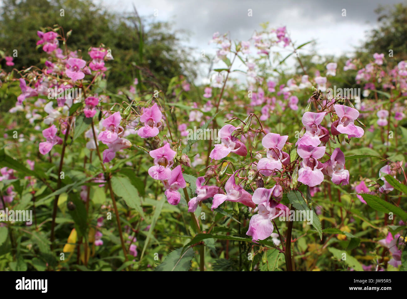 Bálsamo del Himalaya Impatiens glandulifera Foto de stock