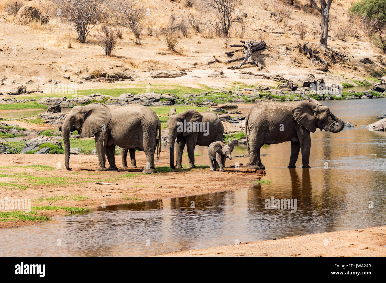 Familia de elefantes africanos (Loxodonta africana) con un muy pequeño bebé beber en el río en el Parque nacional Ruaha, Tanzania Foto de stock