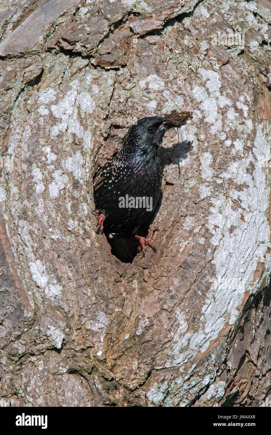 / Estornino Europeo estornino pinto (sturnus vulgaris) en nest el agujero en el árbol hueco en la primavera Foto de stock