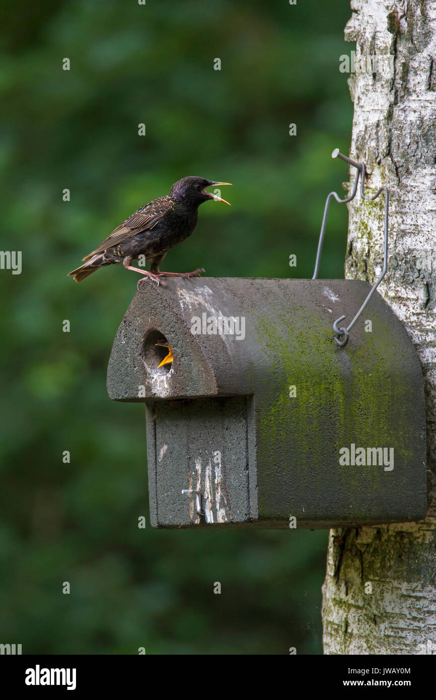 / Estornino Europeo estornino pinto (sturnus vulgaris) llamando desde caja nido con jóvenes en primavera Foto de stock