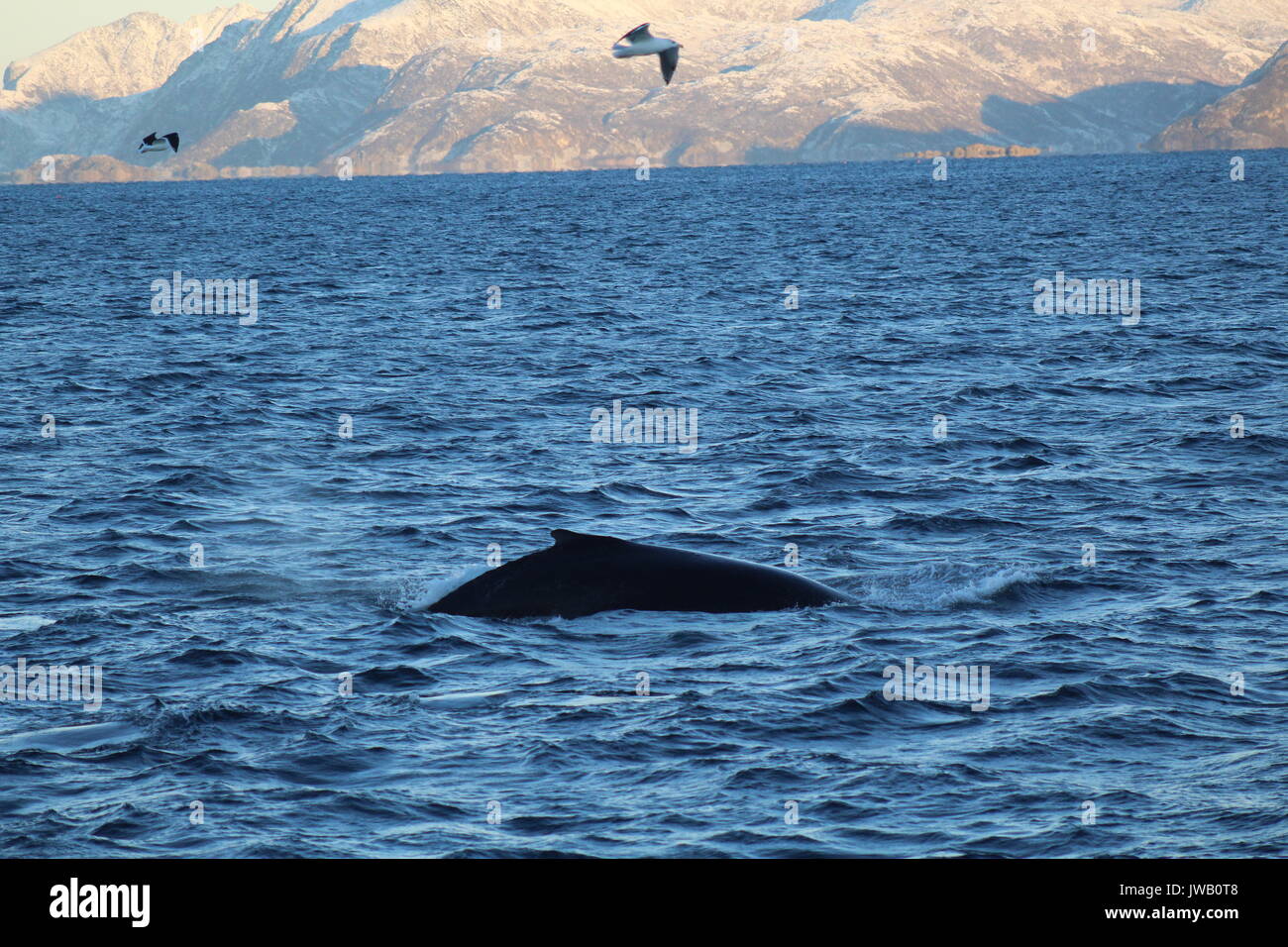 Ballena jorobada en fiordo ártico