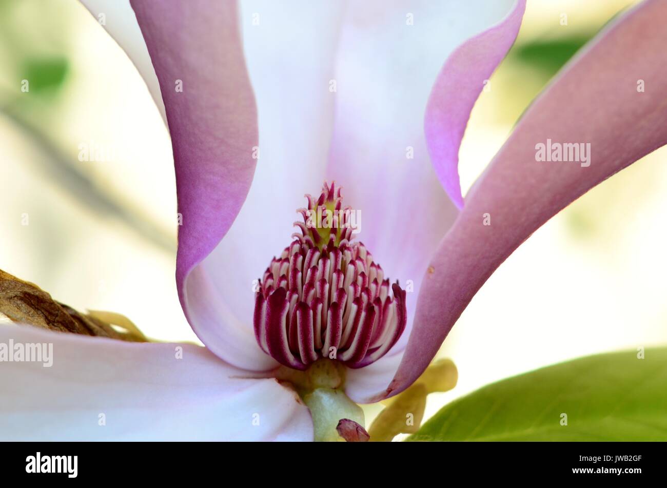 Cierre de un platillo en forma de tulipán morado flor magnolia, mostrando  el detalle de los pistilos y los estambres. Arbusto ha variedades perennes  y caducifolios Fotografía de stock - Alamy