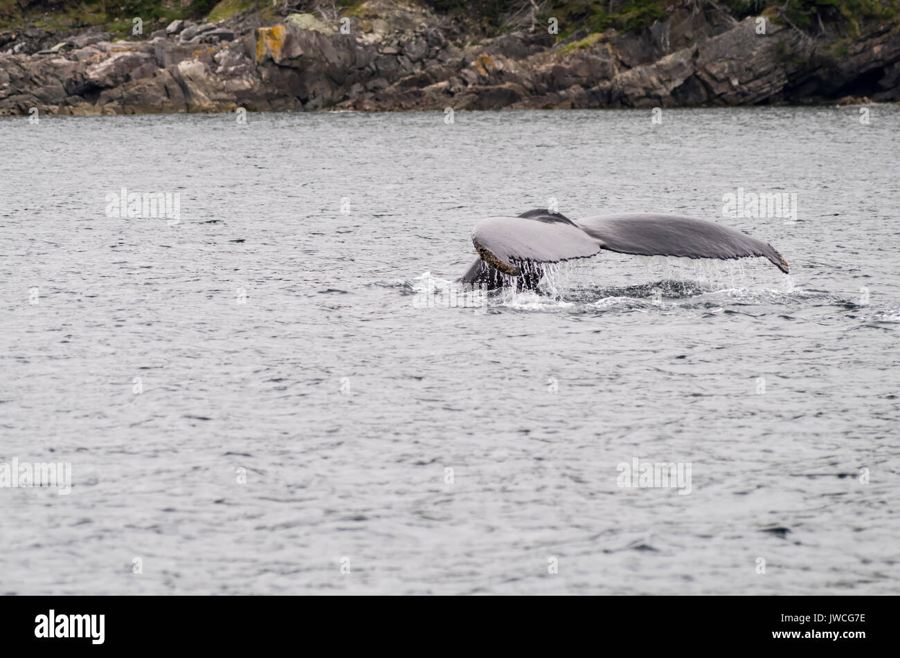 Las ballenas Hunmpback Foto de stock