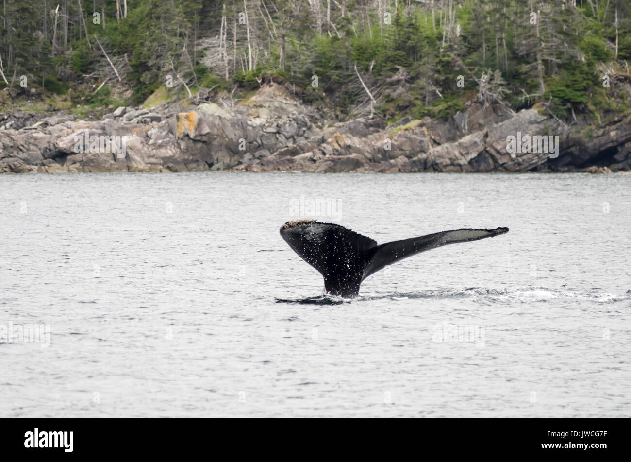 Las ballenas Hunmpback Foto de stock