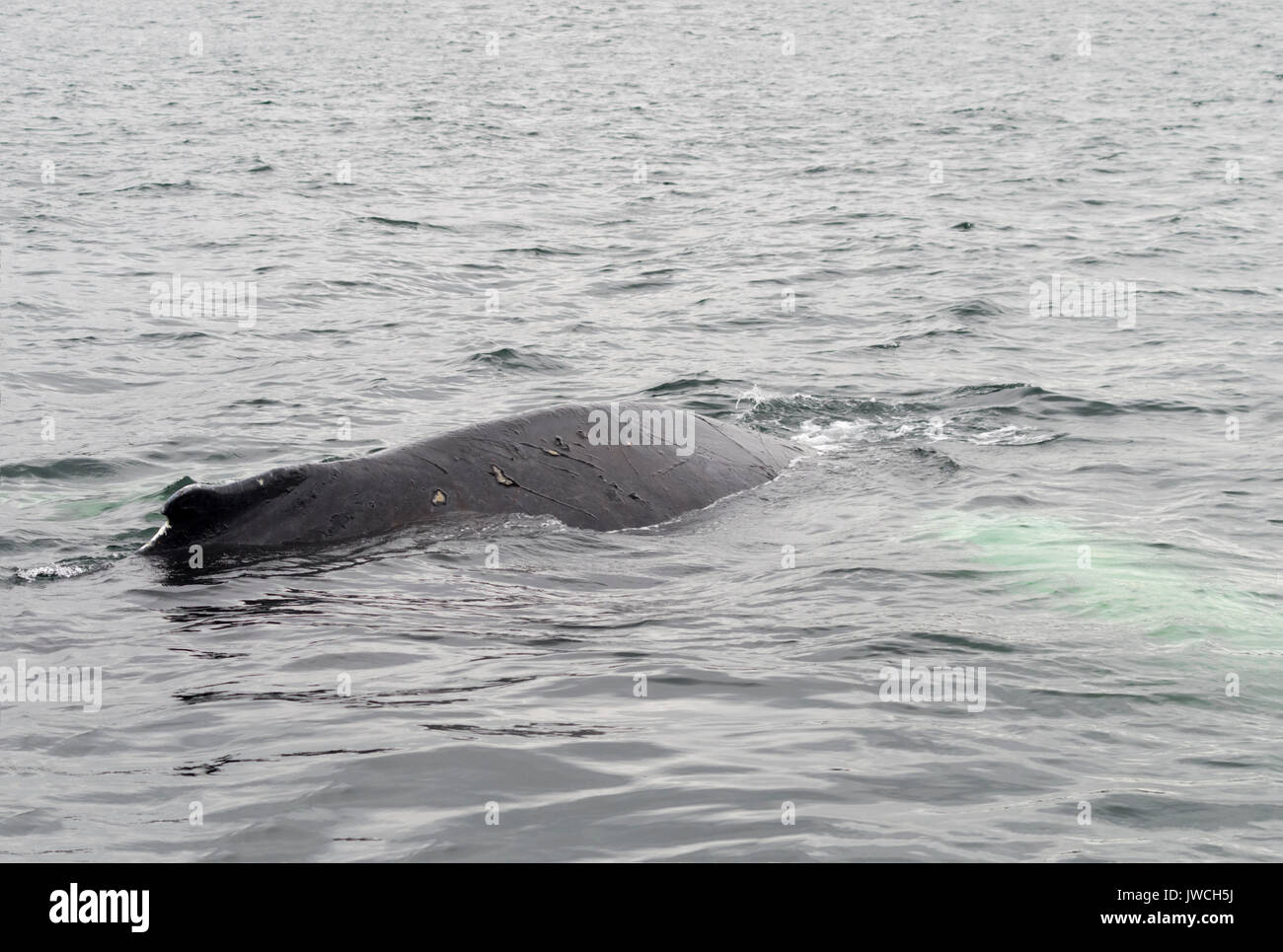 Ballenas jorobadas Foto de stock