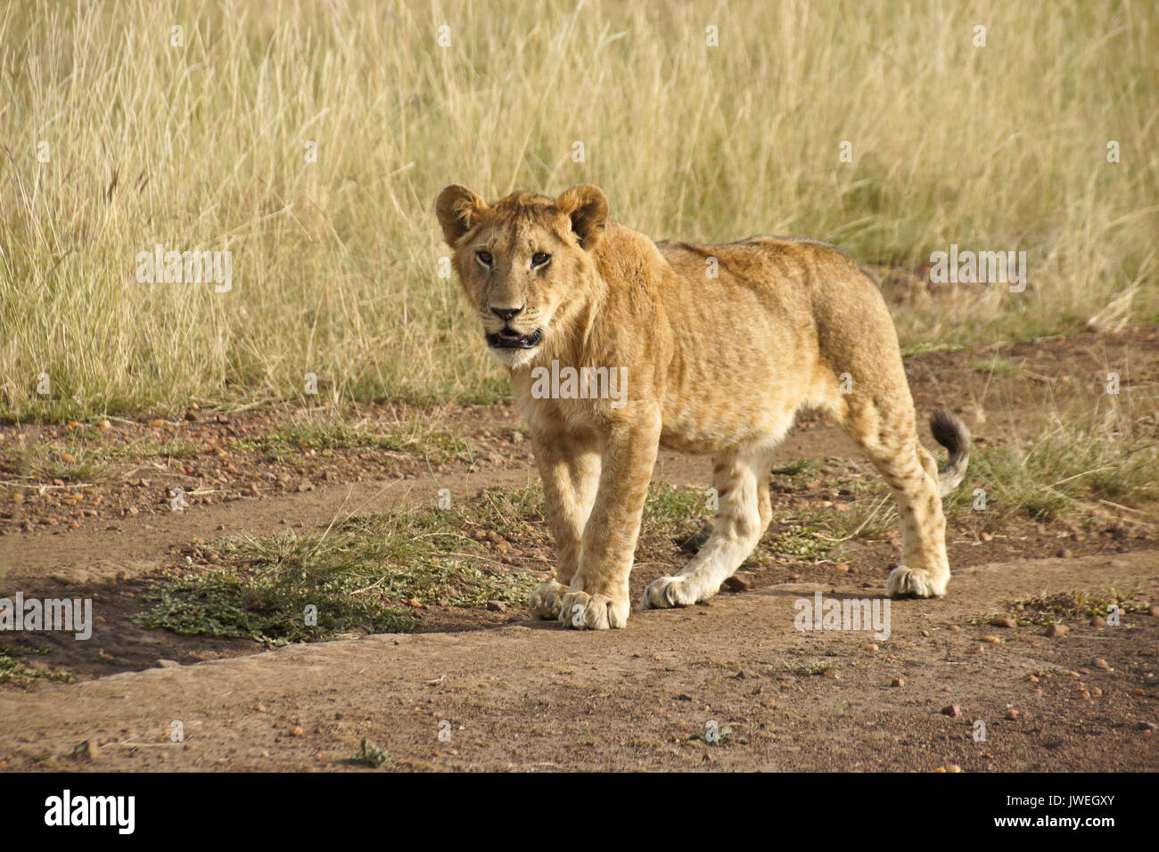 Curioso cachorro de león caminando en carretera, la reserva Masai Mara, Kenia Foto de stock