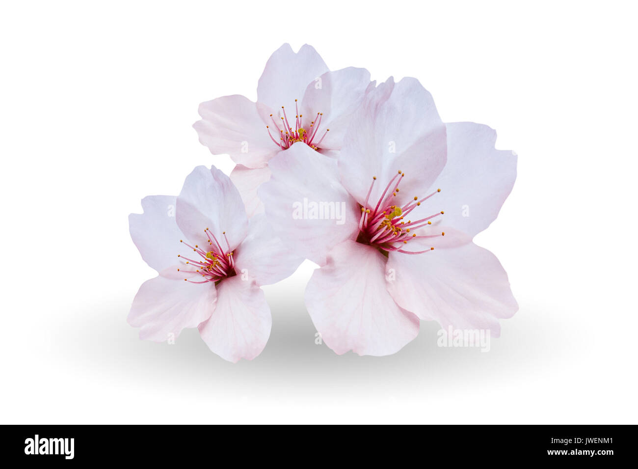 Sakura flowers fotografías e imágenes de alta resolución - Alamy Sakura flowers fotografías e imágenes de alta resolución - Alamy