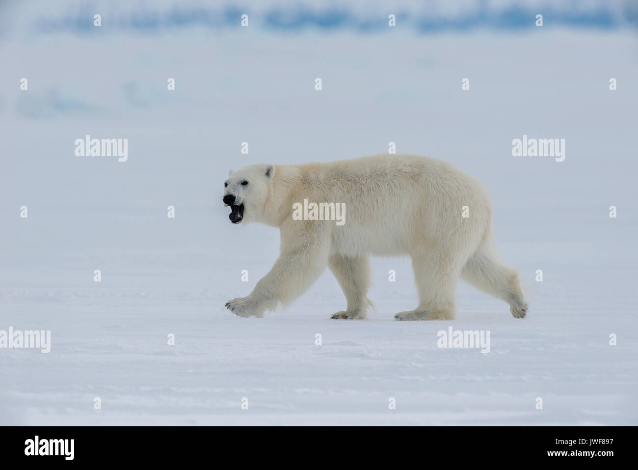 La itinerancia de oso polar macho de la superficie congelada de Admiralty Inlet, el norte de la isla de Baffin, Canadá. Foto de stock