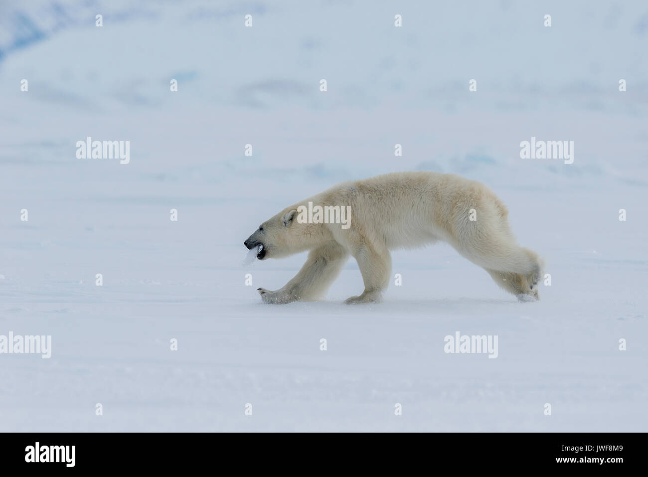 Oso Polar macho que corre a lo largo de la superficie congelada de Lancaster Sound, la Isla de Baffin, Canadá. Foto de stock