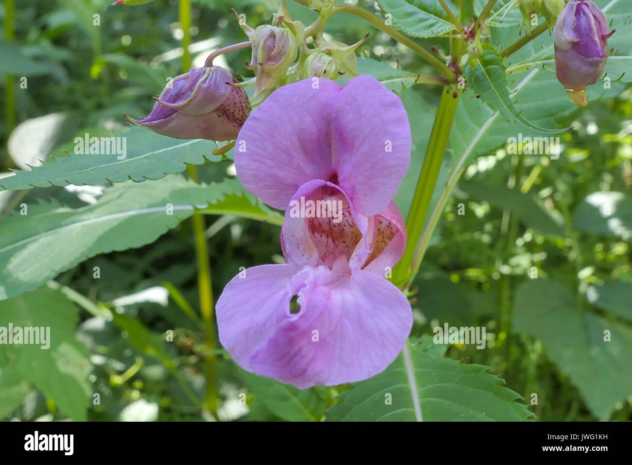 Drüsiges Springkraut (Impatiens glandulifera), Einzelblüte, Bayern, Deutschland, Europa Foto de stock