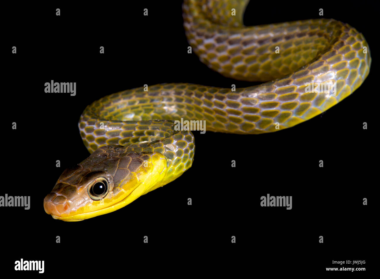 Serpiente látigo amazónico, Chironius exoletus Foto de stock