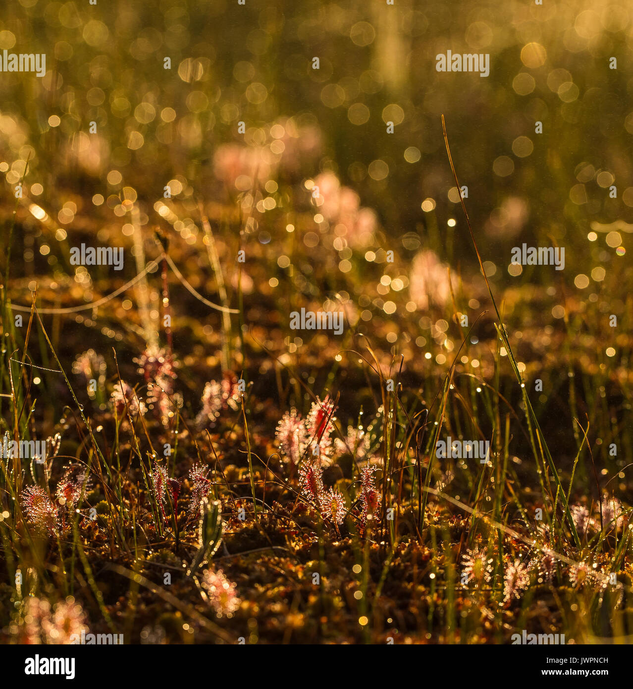 Un hermoso gran sundew crecen en la tierra pantanosa en la luz de la mañana. Un hermoso paisaje del amanecer de verano. Foto de stock