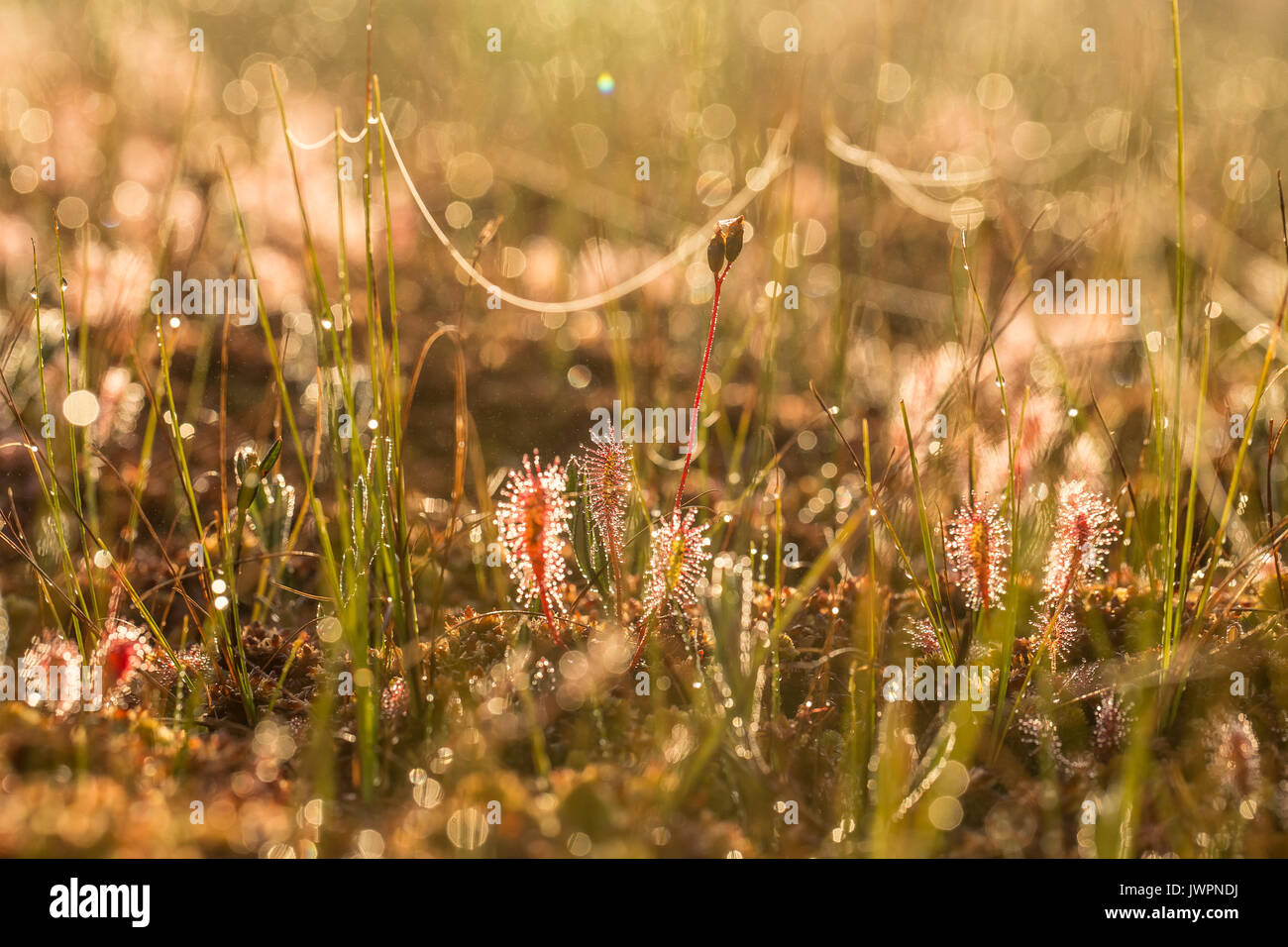 Un hermoso gran sundew crecen en la tierra pantanosa en la luz de la mañana. Un hermoso paisaje del amanecer de verano. Foto de stock