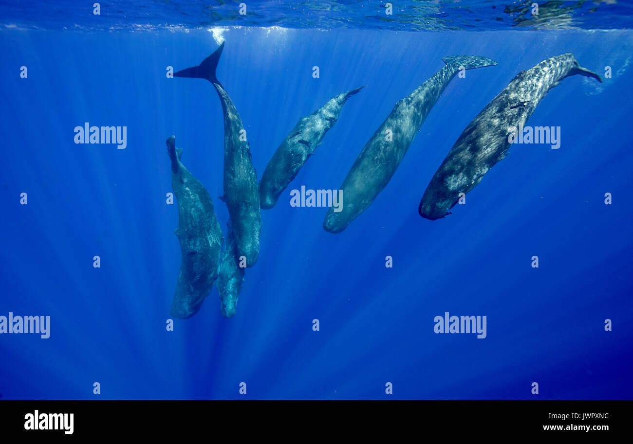 Pod de esperma de ballena en los terneros y sus madres, buceo imagen fue tomada frente a la costa noroeste de Mauricio. Foto de stock