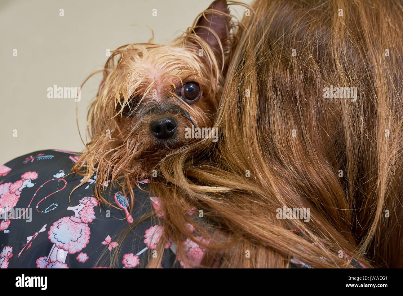 Cara de perro mojado fotografías e imágenes de alta resolución - Alamy